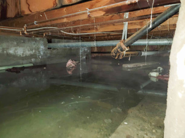 Best Flood restoration services  in Harrison, WI